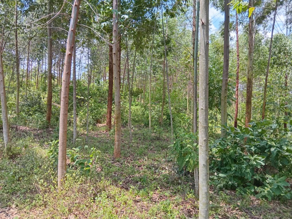 trees